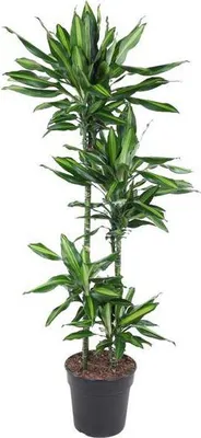 Zdjęcie produktu dla Drzewo smocze - roslina doniczkowa, srednica 27cm, wysokosc 150cm - latwa w
