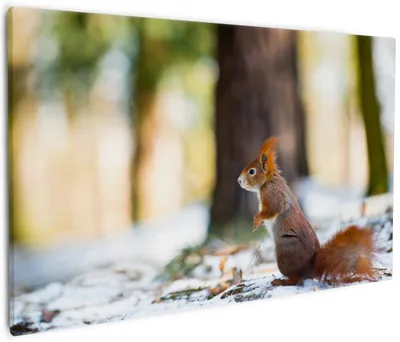 Produktbild von Wallario Premium Leinwandbild Neugieriges Eichhörnchen im verschneiten Wald in Größe 60 x 90 cm