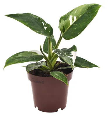 Immagine prodotto di Filodendro Principessa Bianca - 25cm - Ø12cm - Pianta d'appartamento - Sempreverde