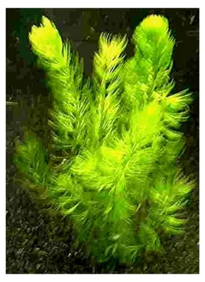 Produktbild von 15 Bund Hornkraut, Ceratophyllum demersum, für den Teich