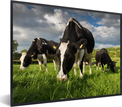 Produktbild von MuchoWow® Gerahmtes Poster Kühe - Tiere - Gras - Wiese - Bauernhof 80x60 cm - Poster mit Schwarzem Bilderrahmen Wandposter Rahmen Foto Bilder - Schwarzem - Mit Gestell