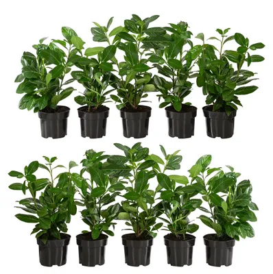 Produktbild von Dehner Kirschlorbeer, für 2 Meter Hecke, ca. 40-50 cm, 10 x 2 l Topf, Heckenpflanze