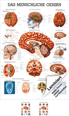 Produktbild von Das gehirn Lehrtafel Anatomie 100x70 cm medizinische Lehrmittel