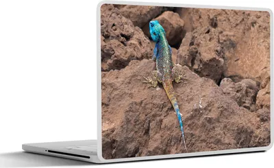 Produktbild von MuchoWow® Laptop Aufkleber Sticker Cover Eine Feuerechse auf den Felsen 25x18 cm - Laptop-Deko