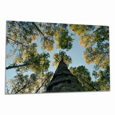 Produktbild von Wallario Herdabdeckplatte aus Glas, Größe 80 x 52 cm 1-teilig, Motiv Birkenwald von unten betrachtet