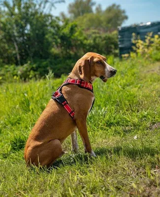 Produktbild von Famanu Hundegeschirr gefüttert, anti-Ziehgeschirr, reflektierend, verstellbar, Größe S, rot