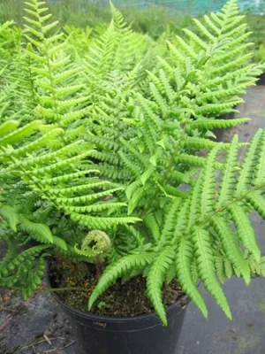 Produktbild von Spreuschuppiger Wurmfarn - Dryopteris affinis - Farne