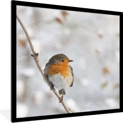 Produktbild von MuchoWow® Gerahmtes Poster Vogel - Rotkehlchen - Winter 40x40 cm - Poster mit Schwarzem Bilderrahmen Wandposter Rahmen Foto Bilder - Mit Rahmen - Wanddekoration Schlafzimmer