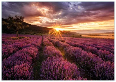 Produktbild von Wallario Premium Glasbild, freischwebende Optik, kräftige Farben, Größe 100 x 70 cm Motiv Lavendelfeld bei Sonnenuntergang - Sonnenstrahlen