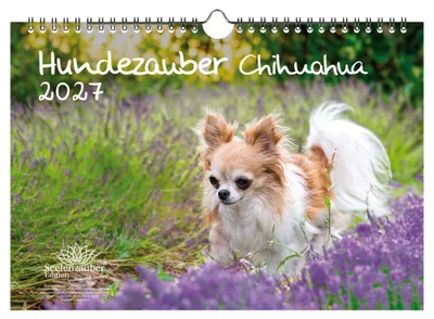 Produktbild von Hundezauber Chihuahua DIN A4 Kalender für 2027 Welpen und Hunde