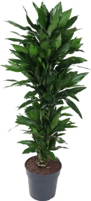 Produktbild von Drachenbaum - Dracaena deremensis "Janet Lind" - stark verzweigt- ca. 140-160cm hoch