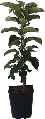 A small potted apple tree.