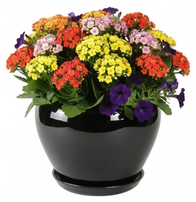 Produktbild von Keramikblumentopf, Schwarz, Glänzend, Rund, Durchmesser 24 Cm, Höhe 18 Cm