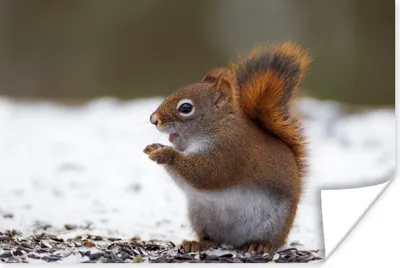 Produktbild von MuchoWow® Poster Eichhörnchen - Tier - Schnee - Winter 120x80 cm - Bilder