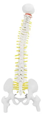 Produktbild von Wirbelsäulenmodell 45 cm - Anatomiemodell - Flexibles Wirbelsäulenmodell - Medizinische Ausbildung - PVC/PU Material - Inklusive Modellbasis - Anatomisches Modell