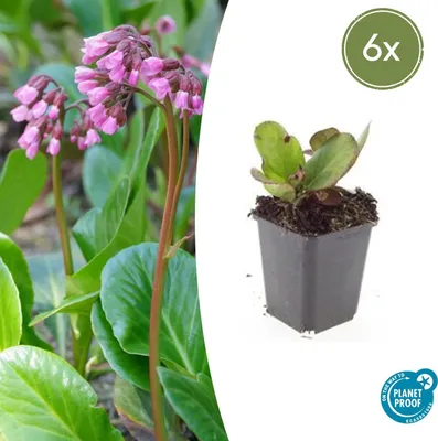 Immagine prodotto di Pianta tappezzante - Pianta perenne - Bergenia - Bergenia cordifolia 'Fleur d'automne' - Vaso da 9 cm - Set da 6 piante