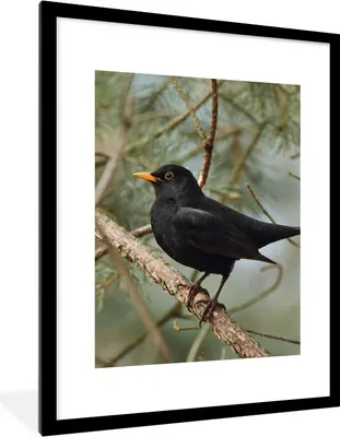 Produktbild von MuchoWow® Gerahmtes Poster Vogel - Amsel - Zweige - Tiere 60x80 cm - Poster mit Schwarzem Bilderrahmen Wandposter Rahmen Foto Bilder - Wohnzimmer - Dekorationen - Prämie