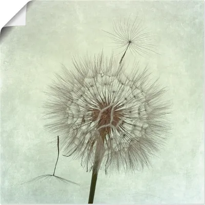Produktbild von ARTland Poster Pusteblume II Größe: 70x70 cm