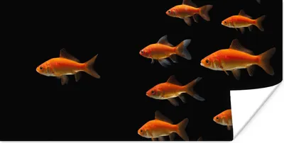 Produktbild von MuchoWow® Poster Goldfisch - Tiere - Schwarz 160x80 cm - Foto Poster