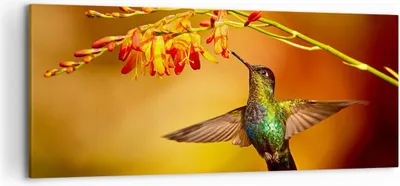 Produktbild von Bild auf Leinwand - Leinwandbild - Kolibri Vogel Sommer - 120x50cm - Wand Bild - Wanddeko - Leinwanddruck - Bilder - Kunstdruck - Wanddekoration - Leinwand bilder - Wandkunst - AB120x50-3490