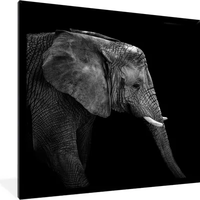 Produktbild von MuchoWow® Gerahmtes Poster Elefant - Schwarz und weiß - Porträt - Tiere 40x40 cm - Poster mit Schwarzem Bilderrahmen Wandposter Rahmen Foto Bilder - Mit Rahmen - Wanddekoration Schlafzimmer