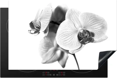 Produktbild von KitchenYeah© Herdabdeckplatte Orchideenblüte vor weißem Hintergrund - schwarz und weiß , 80x52cm, Küche Deko, Glaskeramikkochfeld Herdabdeckung, Abdeckplatte fùr Kochfeld