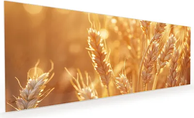 Produktbild von Küchenrückwand Spritzschutz Glas mit Motiv Weizenfelder 40 x 40 cm