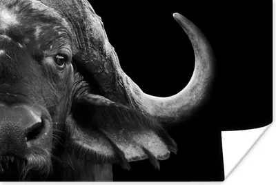 Produktbild von MuchoWow® Poster Büffel - Tiere - Schwarz - Weiß 180x120 cm - Fotoplakat