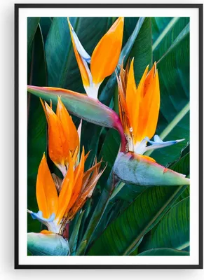 Produktbild von Gerahmtes Poster - Schwarzer Rahmen - Himmlisch Vogel Blume - 70x100 cm - Wand Bild - Wanddeko - Wandbilder - Kunstposter - Wandposter - Bilderrahmen - Bilder - Kunstdruck - P2BPA70x100-4980