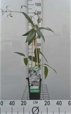 Obrázok produktu pre Clematis armandii - Armandova lesná liana 50-60 cm | Kvetináč