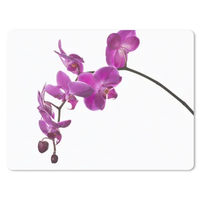 Produktbild von MuchoWow® Mauspad Mousepad Orchidee vor weißem Hintergrund 40x30 cm - Mousepads - Maus Mat - Pad - Mausunterlage - Anti Rutsch
