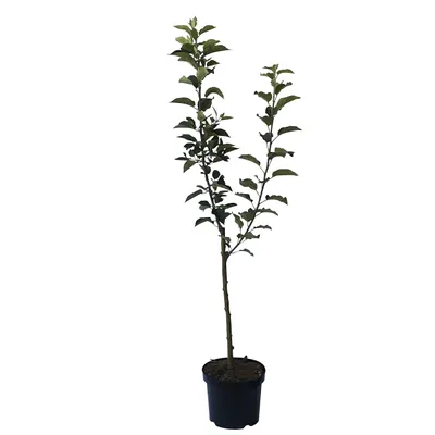 Produktbild von Historischer Duo Apfelbaum Prinz Albrecht und Zabergäurenette 7,5 L auf M7