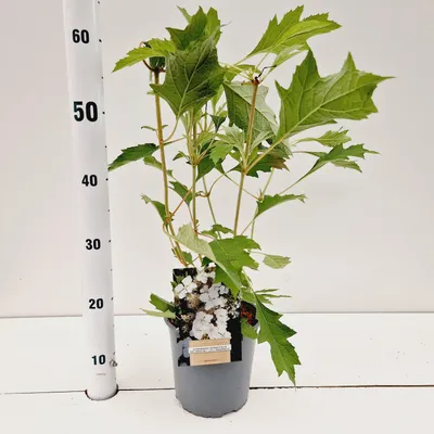 Produktbild von Hydrangea quercifolia Ice Crystal  - Hortensie | 30-40 cm im Topf