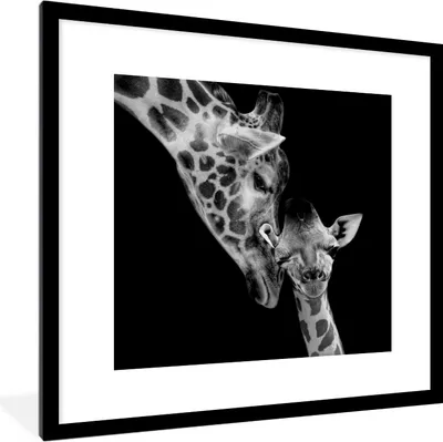 Produktbild von MuchoWow® Gerahmtes Poster Porträt - Giraffe - Tiere - Schwarz - Weiß 40x40 cm - Poster mit Schwarzem Bilderrahmen Wandposter Rahmen Foto Bilder - Poster - Plakat im Rahmen