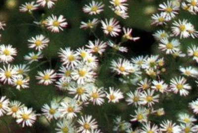Productafbeelding van 6 x Aster hybrida 'Monte Cassino' - Herfstaster - Pot van 9 x 9 cm