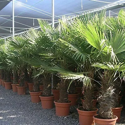 Produktbild von Extrem Frostharte Trachycarpus geminisectus bis 100cm Frosthart bis -19 Grad