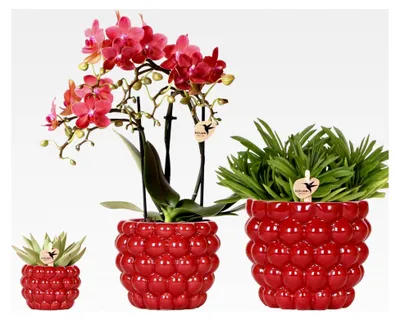Produktbild von Pflanzenset Rote Phalaenopsis-Orchidee und Sukkulenten mit keramischen Ziertöpfen