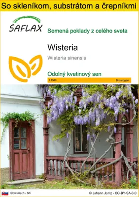 Obrázok produktu pre SAFLAX Kultivačný set - Wisteria - Wisteria sinensis - 4 Semená - S mini skleníkom, pestovateľským substrátom a 2 črepníkmi