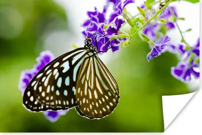 Produktbild von MuchoWow® Poster Lavendel - Schmetterling - Botanisch 60x40 cm - Schlafzimmerdekoration