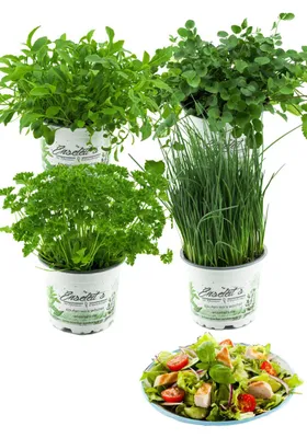 Produktbild von Enseleits Salatkräuter-Set, 4 Frische Kräuter Pflanzen, Schnittlauch, Rucola, Pimpinelle & Petersilie