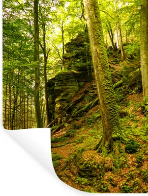Produktbild von MuchoWow® Wandtattoo Wandsticker Wandaufkleber Bäume - Stein - Wald - Natur - Pflanzen 60x80 cm Selbstklebend und Repositionierbar - Repositionierbar - Wasser abweisend