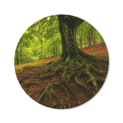 Produktbild von MuchoWow® Mauspad Mousepad Baum - Wald - Herbstblätter 20x20 cm - Mousepads - Maus Mat - Pad - Mausunterlage - Schreibtischmatte