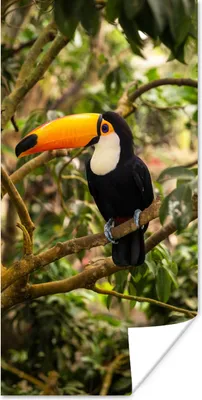 Produktbild von MuchoWow® Poster Vogel - Tukan - Dschungel - Natur - Tropisch 75x150 cm - Dekoration für die Wände