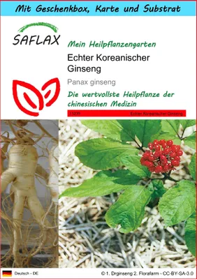 Produktbild von SAFLAX - Geschenk Set - Heilpflanzen - Echter Koreanischer Ginseng - 10 Samen - Mit Geschenk- / Versandbox, Versandaufkleber, Geschenkkarte und Anzuchtsubstrat - Panax ginseng