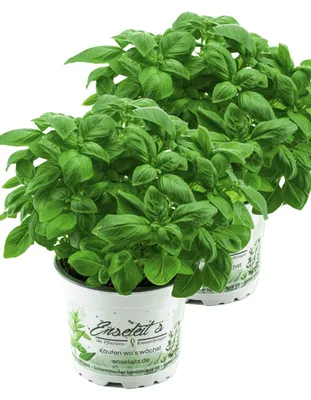 Produktbild von Enseleits 2er Set Basilikum Pflanze, Frische Küchenkräuter (Basilikum  Ocimum basilicum)