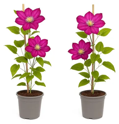 Image de Cœur exotique - Plantes grimpantes - Clematis Ville de Lyon - Set de 2 - pot 11cm