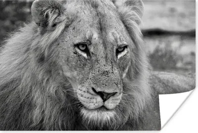 Produktbild von MuchoWow® Poster Löwe - Schwarz - Jagen 180x120 cm - Fotoplakat