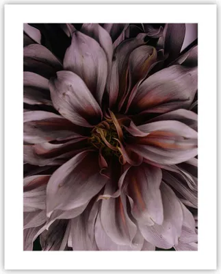 Produktbild von Poster - Poster ohne Rahmen - Blumenstrauß Künstlerisch Blume - 40x50 cm - Wand Bild - Wanddeko - Wandbilder - Kunstposter - Wandposter - Bilder - Kunstdruck - Wanddekoration - P2XPA40x50-5019