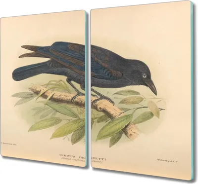 Produktbild von Coloray Hackbrett Kochplattenabdeckung Herdabdeckplatte 2x30x52 cm Schneidebrett Küchenbrett - Vogel Zeichnung