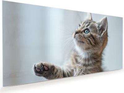 Produktbild von Glasbild 80x40cm in XXL für Wohnzimmer, Schlafzimmer Motiv Kätzchen22